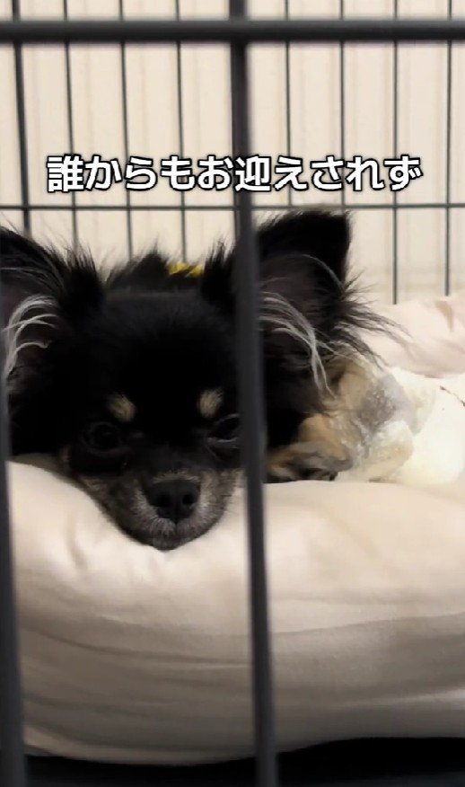 家族が決まらなかった