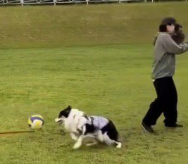 ボールを女性の顔面に当ててしまい、その場を立ち去る犬