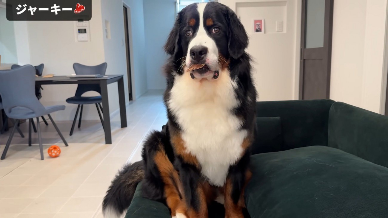 「どうしたらいいの…？」