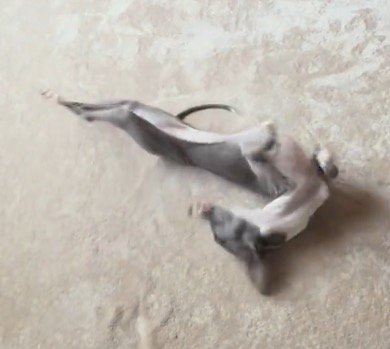 カーペットの上で激しく体をくねらせる細長い犬