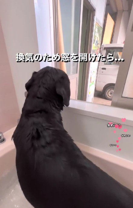 窓を開けたら…