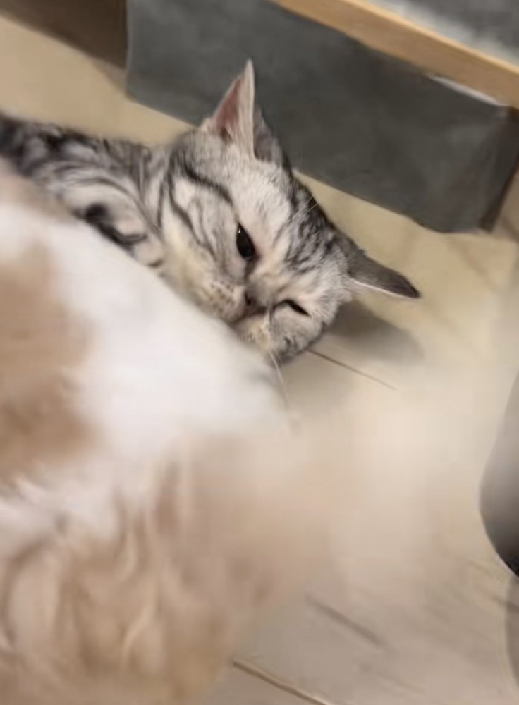 全てを受け入れているみるちゃん