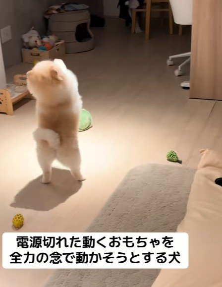 動かなくなったおもちゃを前に…