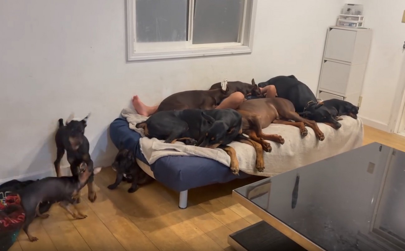 たくさんのわんこ3