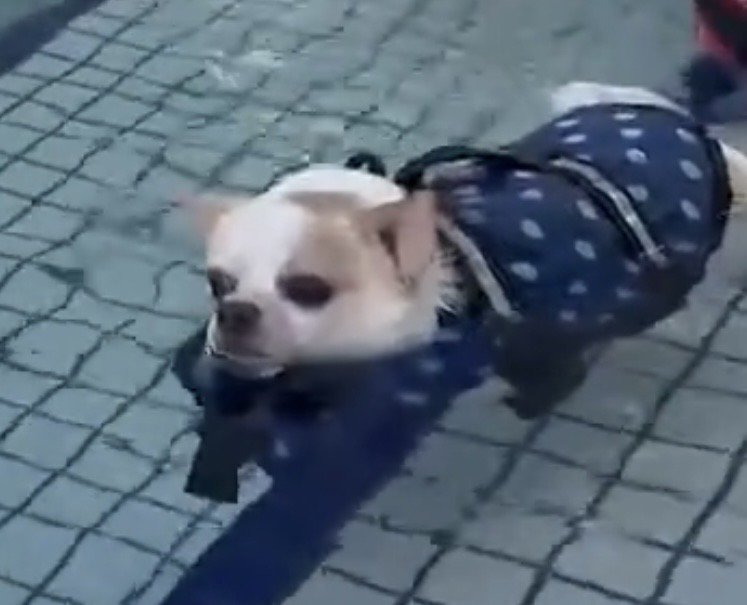 目を細めて浮かぶ犬