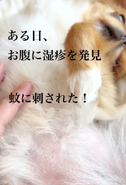 虫刺されがある！？