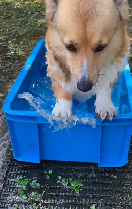 プールから出るぷりんちゃん