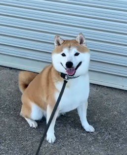 飼い主を笑顔で見つめる犬