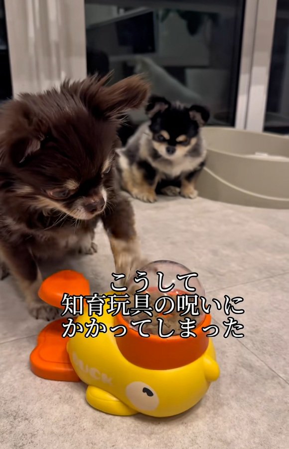 知育玩具にハマったこげまる君
