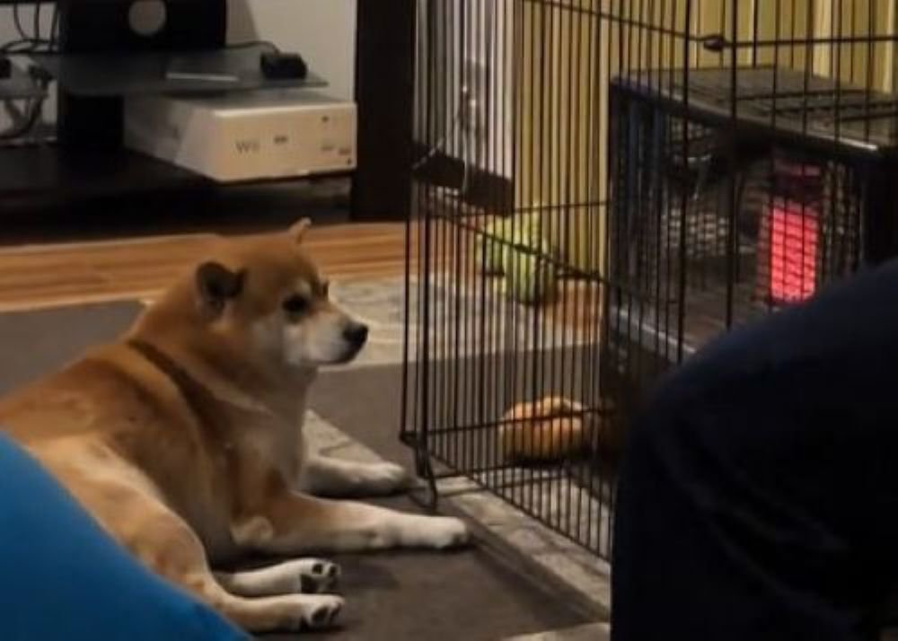 暖を取りながら見守るこじろー君2