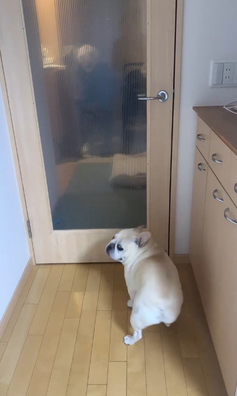 おばあちゃんを見つけたエルモくん5