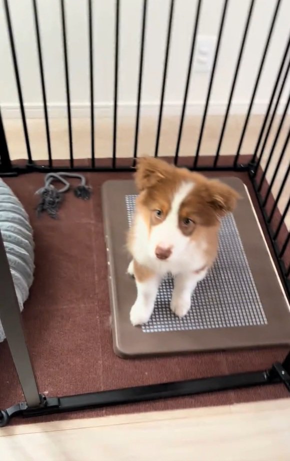 熱視線を送るアンディ君