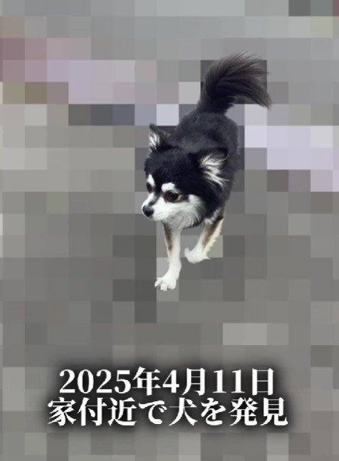 家の近くで出会ったわんこ