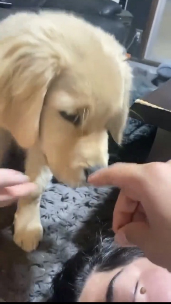 顔のそばで待機する子犬