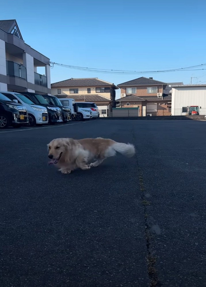 前に進む大型犬