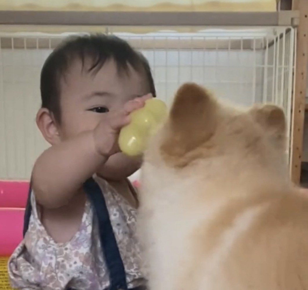 犬におもちゃを見せる子ども