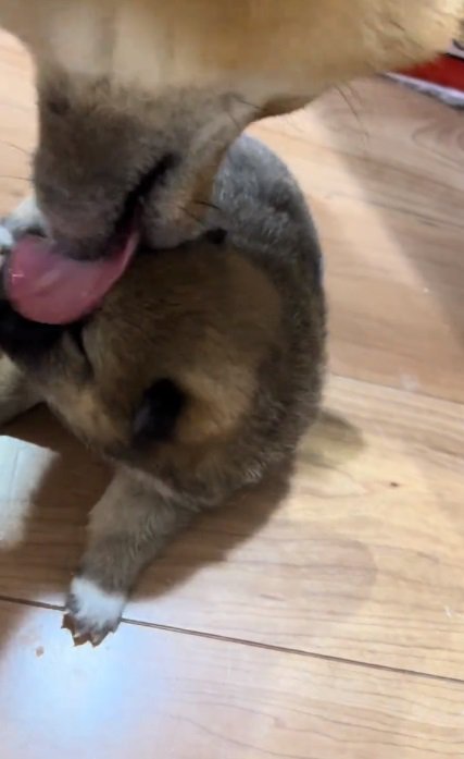 赤ちゃん犬を舐める赤柴