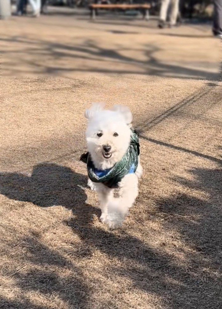 笑顔で駆け寄ってくる犬