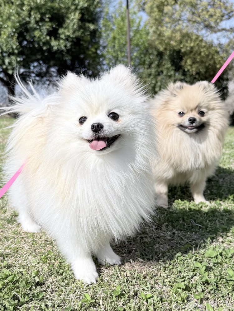 ニコニコ
