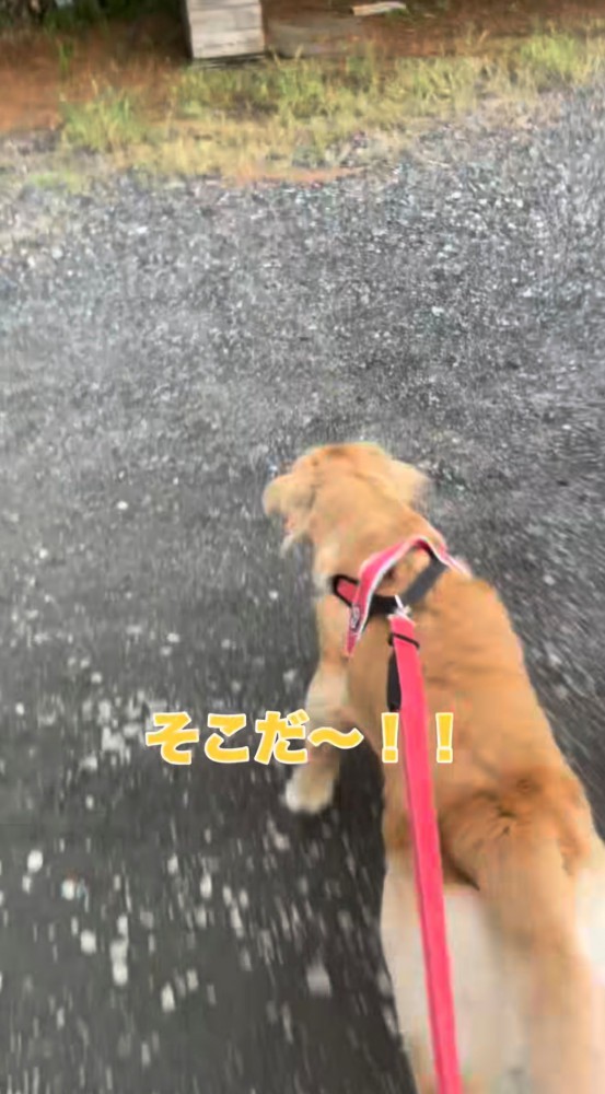 駆け出す犬