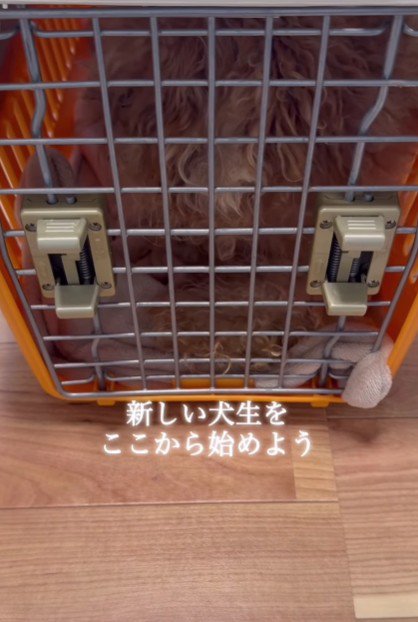 これから新しい犬生を始めよう