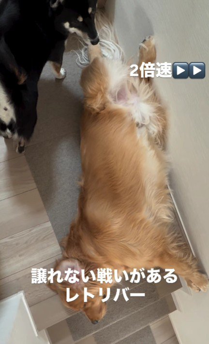 昼寝場所だけは譲れない！！