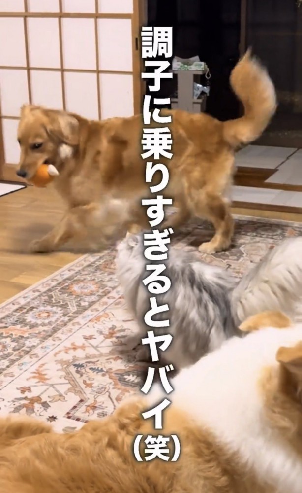 おもちゃをくわえて走る犬
