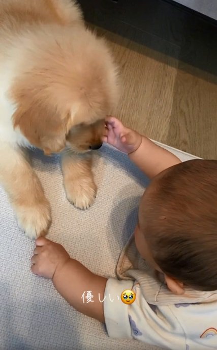 あしゅちゃんを触りたい赤ちゃん