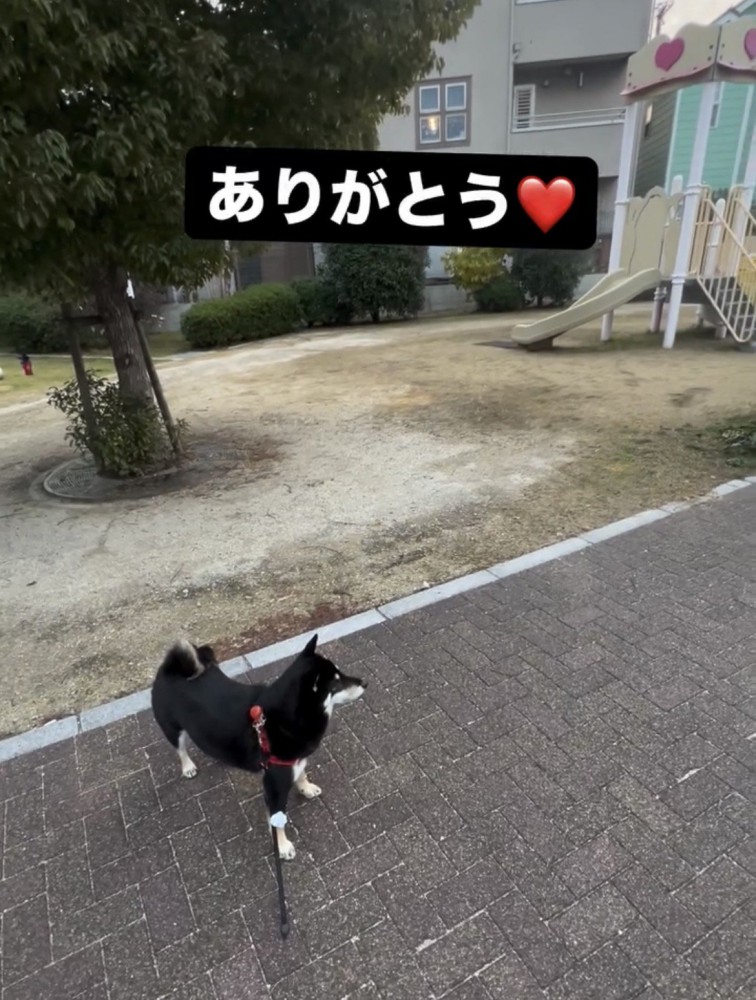 公園の前でたたずむ犬