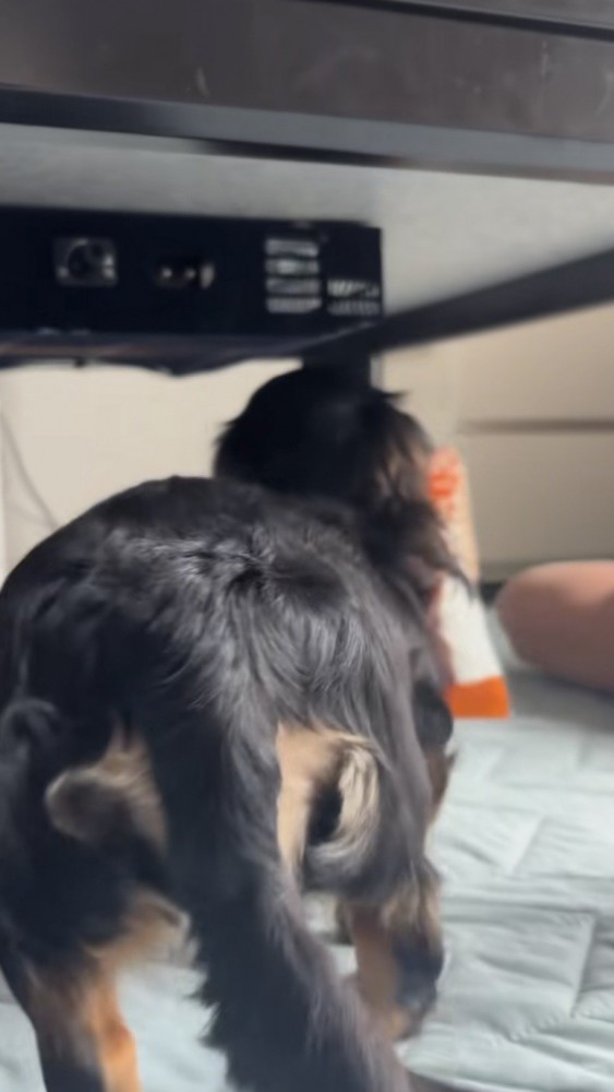 去っていく犬のおしり