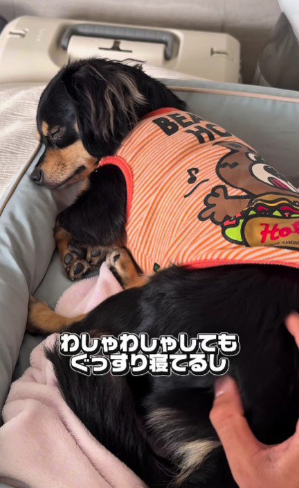 わしゃわしゃ触っても起きない