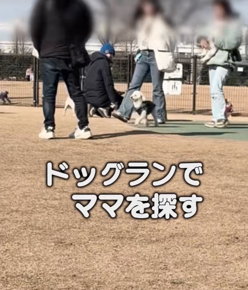 ドッグランでママを探す犬2