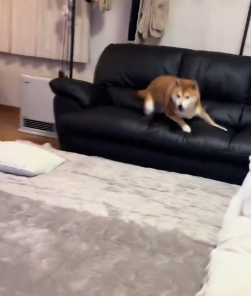 ソファから立ち上がる犬