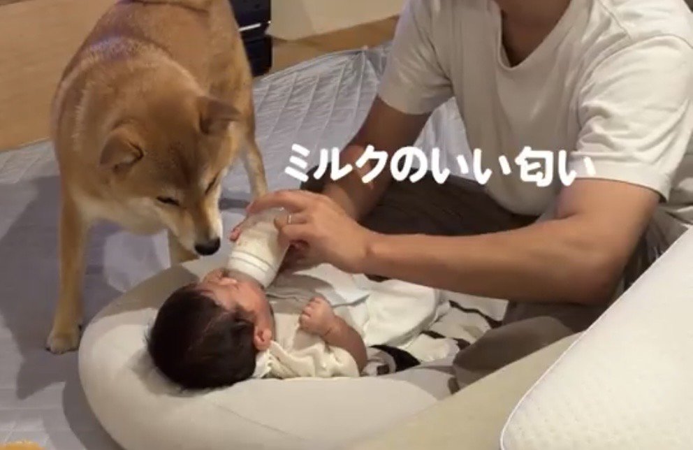哺乳瓶に鼻を近づける犬