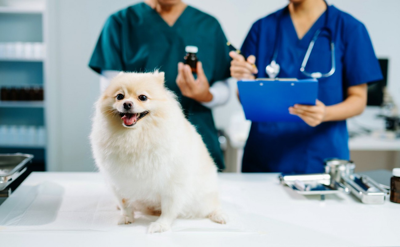 【最新研究で判明】犬の「膚感染症治療薬」副作用リスクを437頭で比較。研究結果から知っておくべき『抗生物質・選択のポイント』を獣医が解説