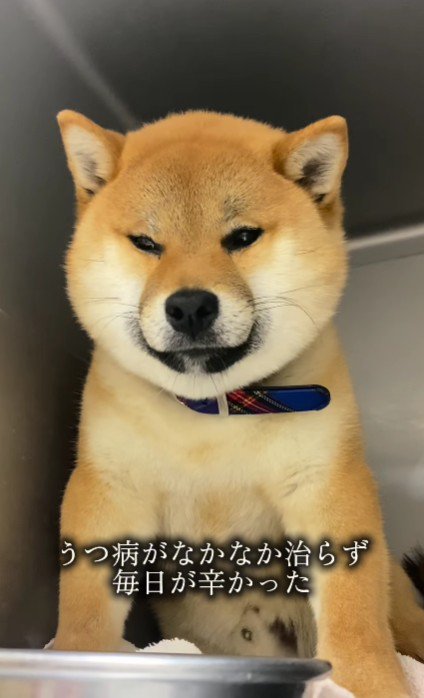 元保護犬との出会い