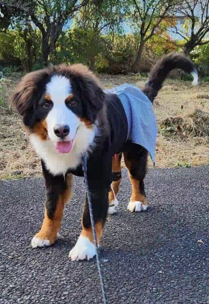 笑顔でカメラを見つめる子犬