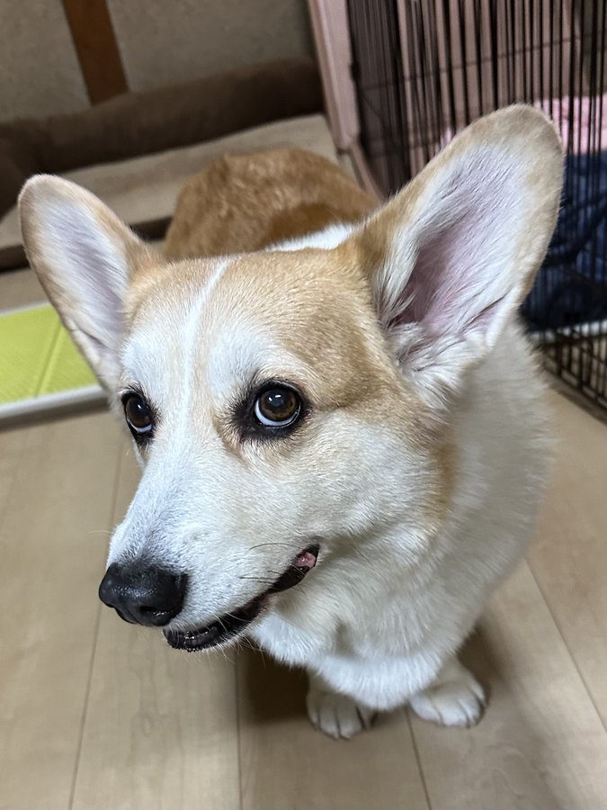 あざとい