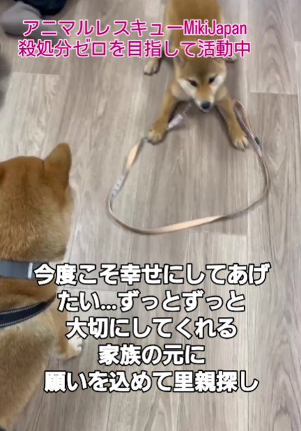 とっても友好的な女の子