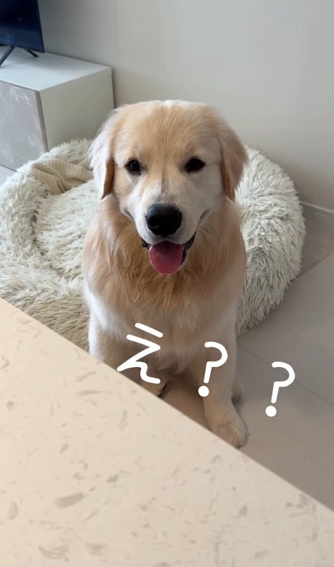 飼い主を見つめる大型犬