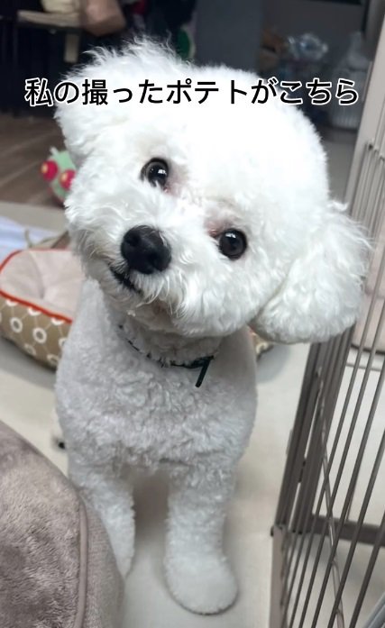 ママが撮ったポテトくん2