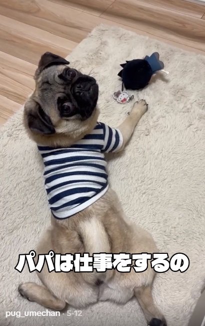 話を聞くうめちゃん