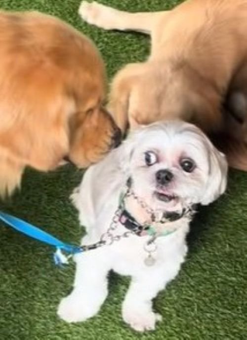 大型犬に囲まれたしろ君4