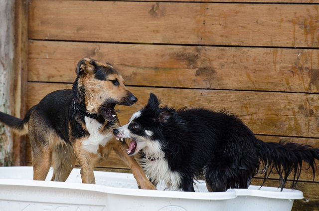 吠える犬たち