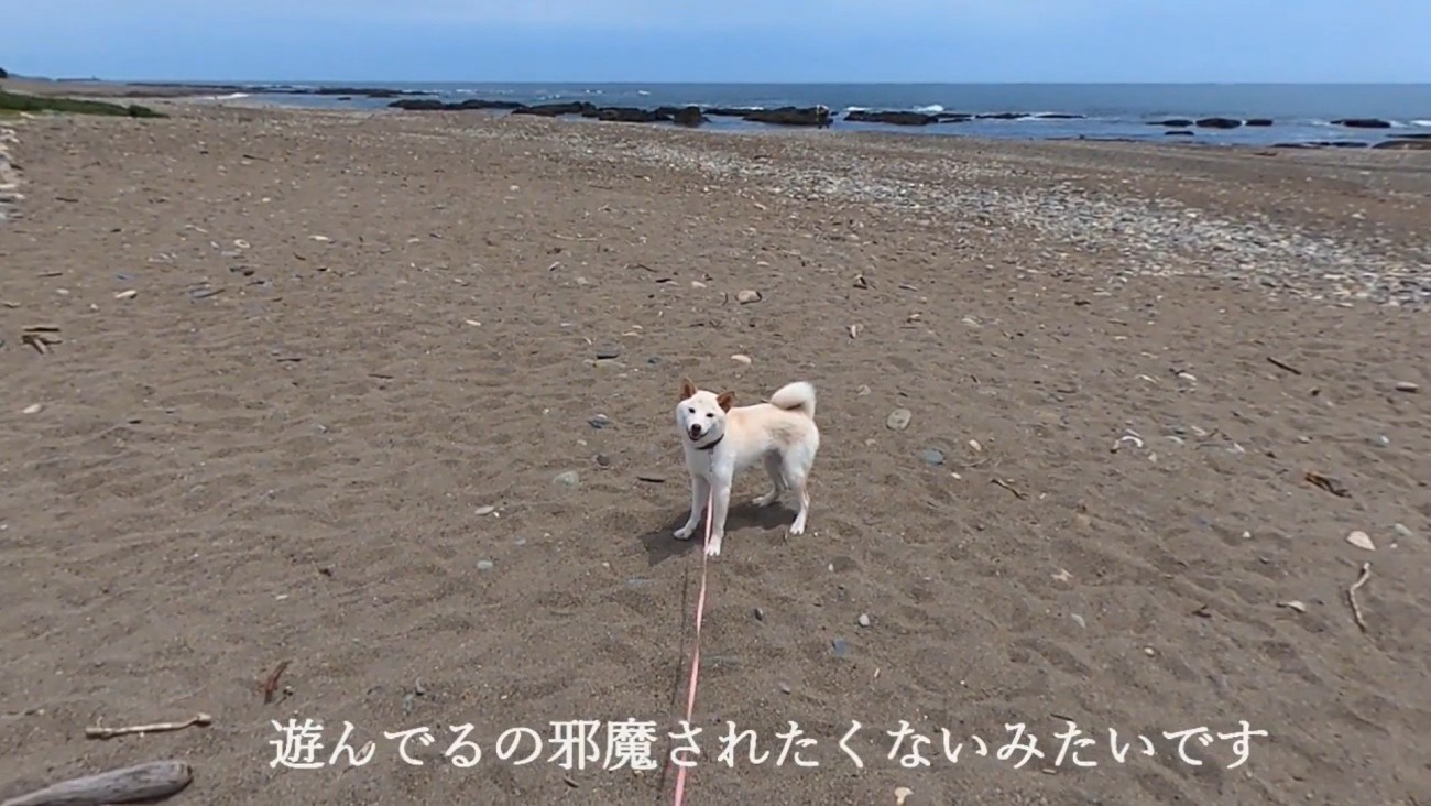 「今遊んでるところだから止めないでっ」