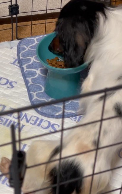 繁殖引退犬だったわんこ