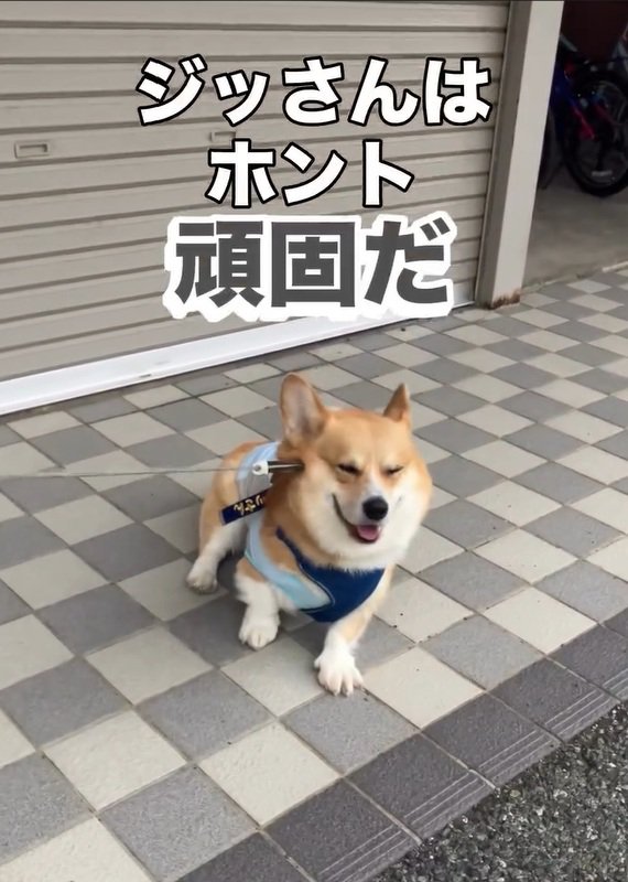 頑固なジノくん