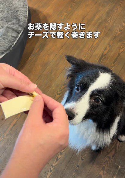 チーズに包んで与える