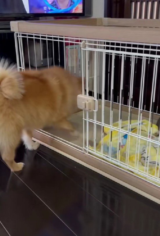 ケージ前で確かめて…