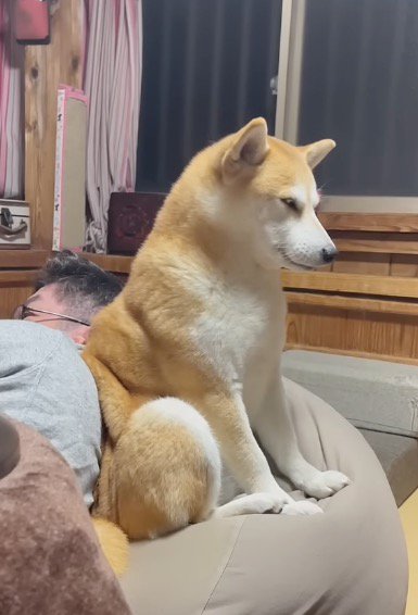 瞼が閉じてくる犬